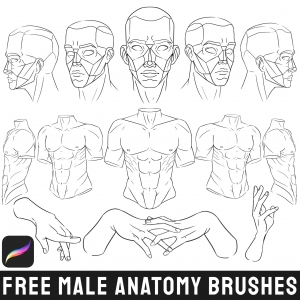 Free Male Anatomy Brushes Set for Procreate by Di